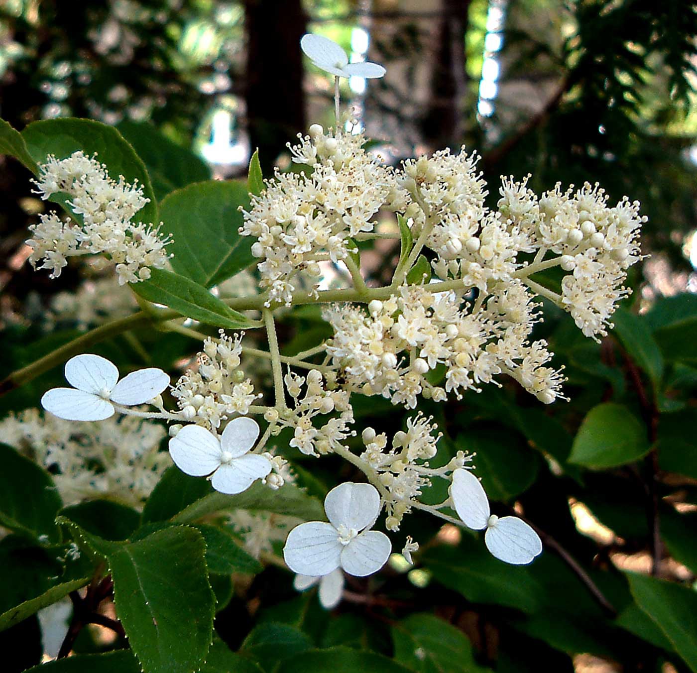 蝶が舞うような花　ノリウツギ