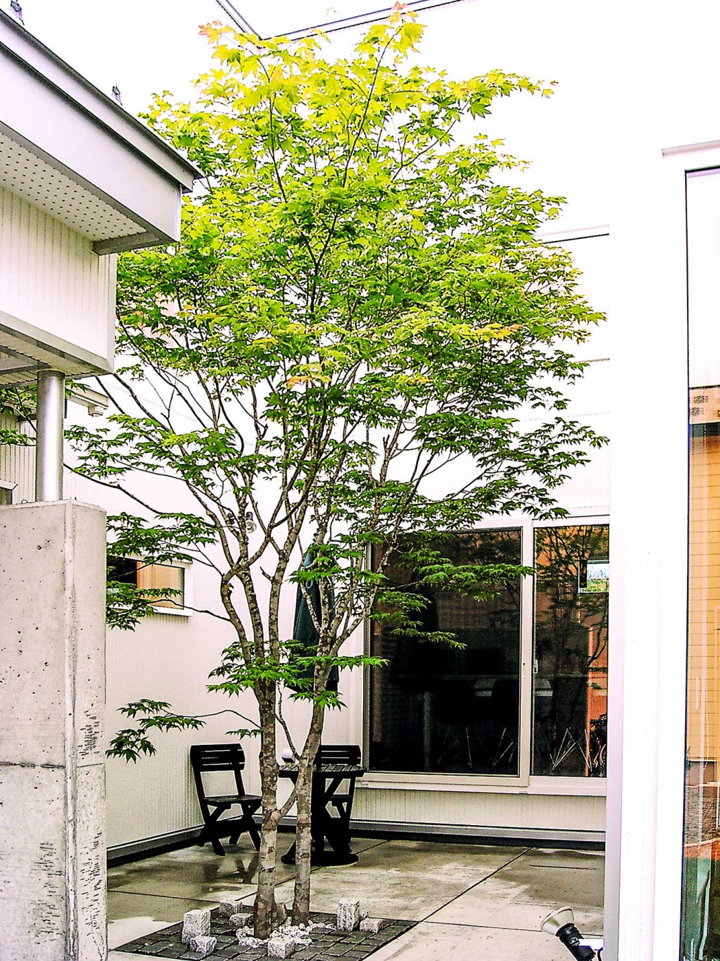 中庭テラスのヤマモミジ