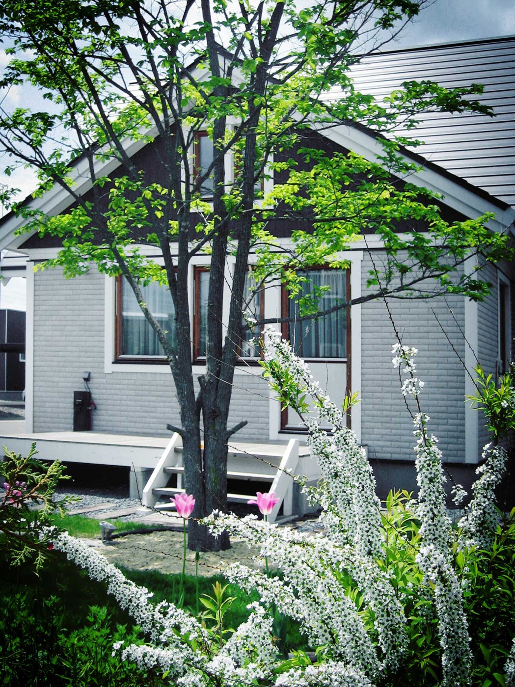 ユキヤナギ越しのハルニレ