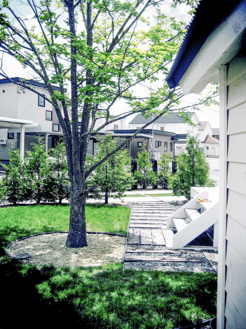 豊かな景観を創り出し緑陰をもたらすハルニレのシンボルツリー