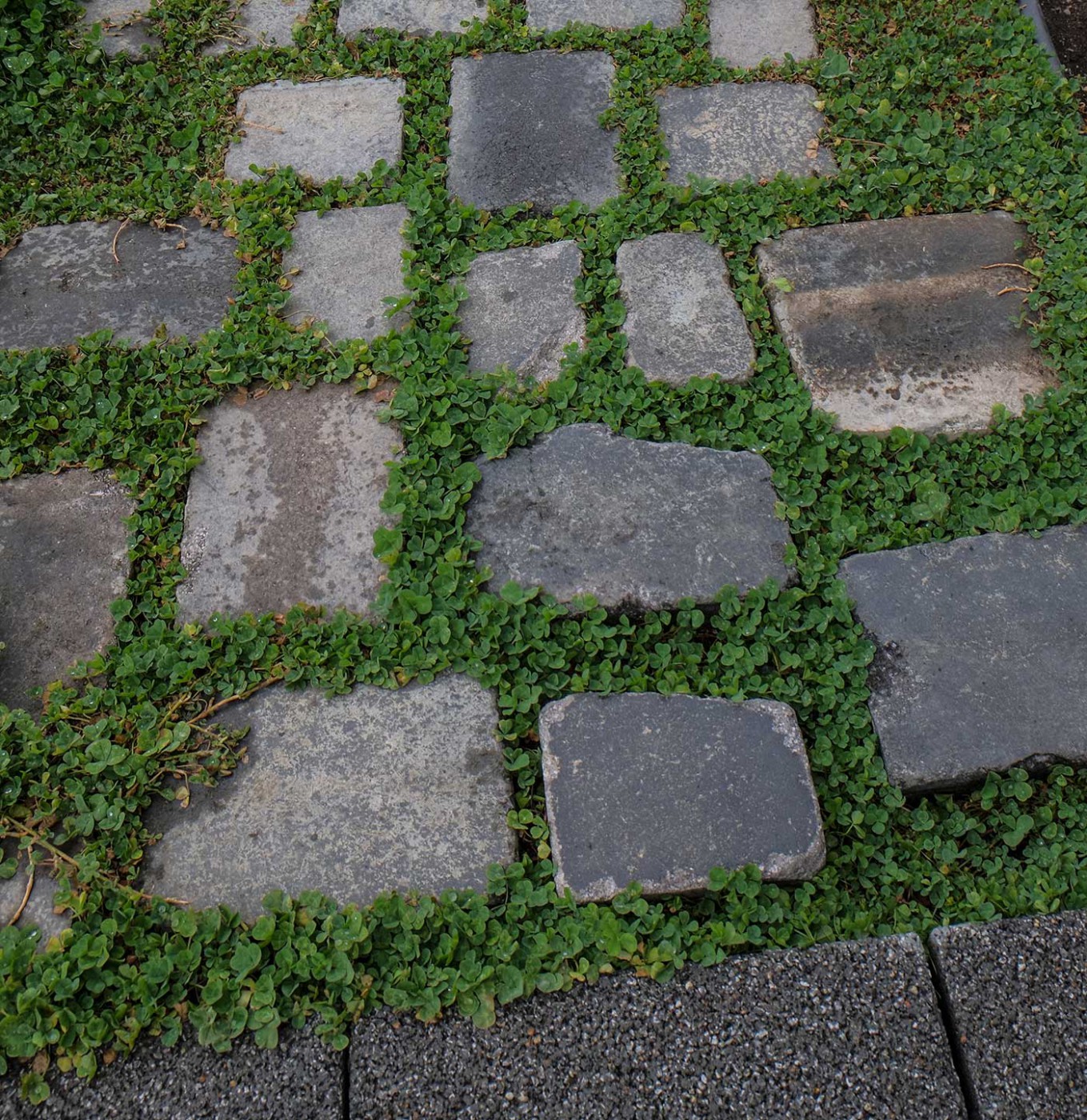 マイクロクローバーの目地