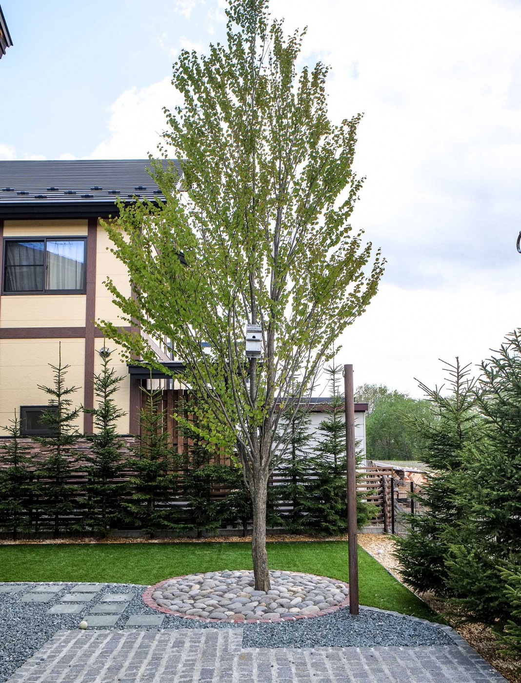 シンボルツリーはカツラ