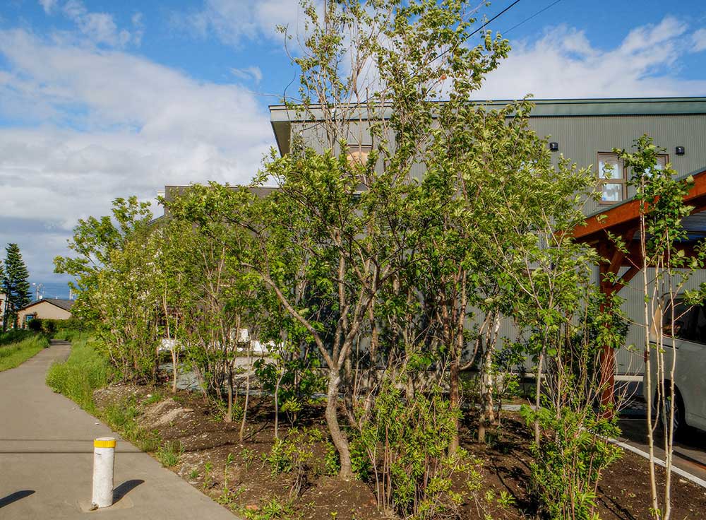 植栽翌年の状況（2015年）