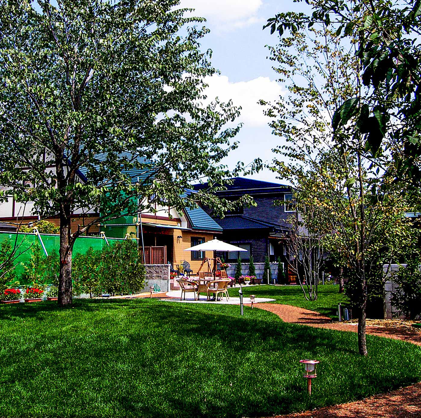 夏の昼下がりのハルニレの丘