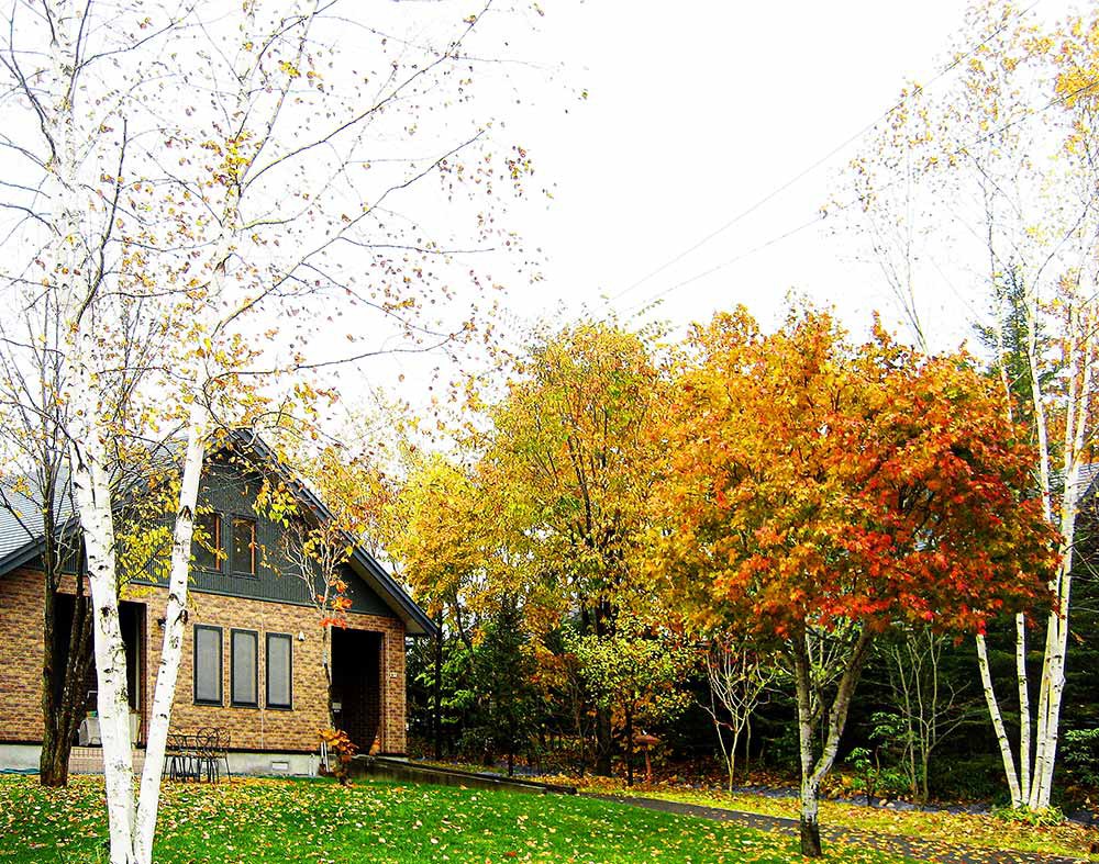 施工8年後の秋の景観（2013）