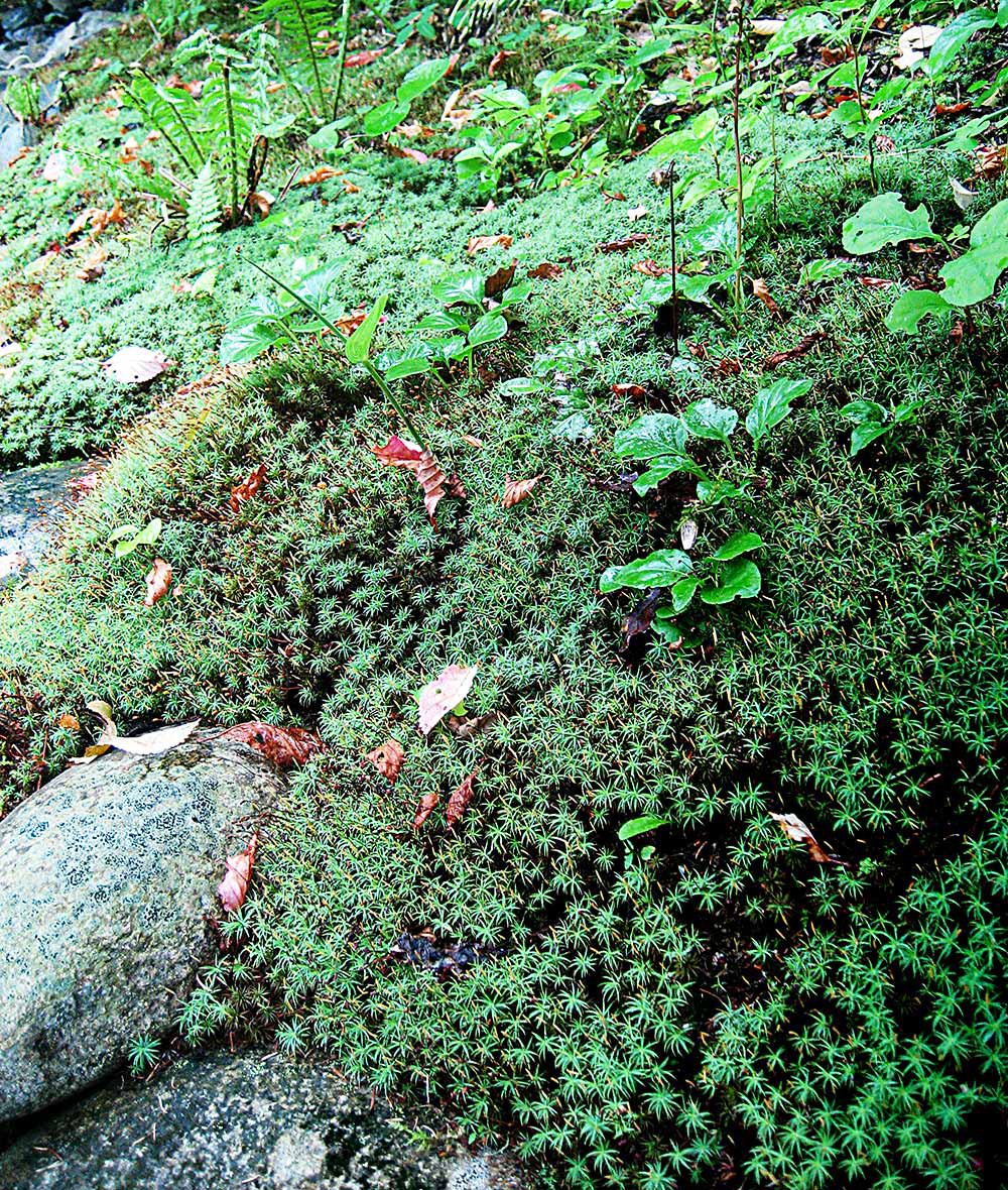 枯れ流れ周辺に移植した苔の状況