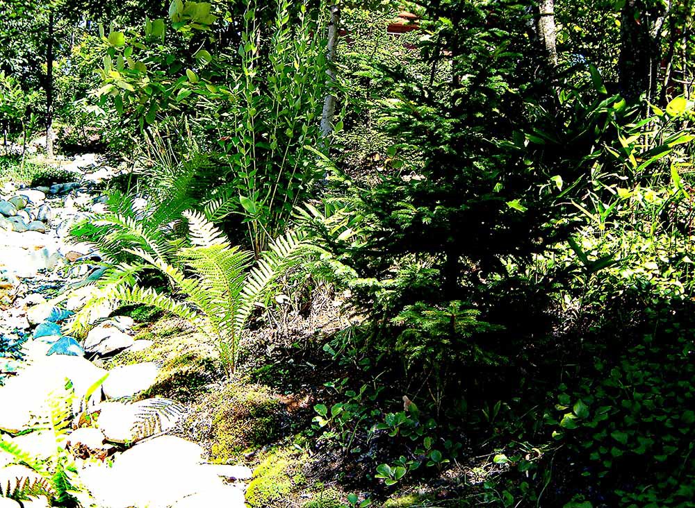 クサソテツ、ベニバナイチヤクソウなど定着の様子