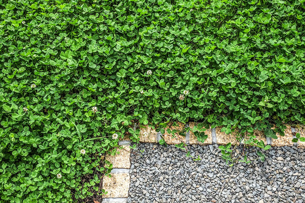 マイクロクローバー