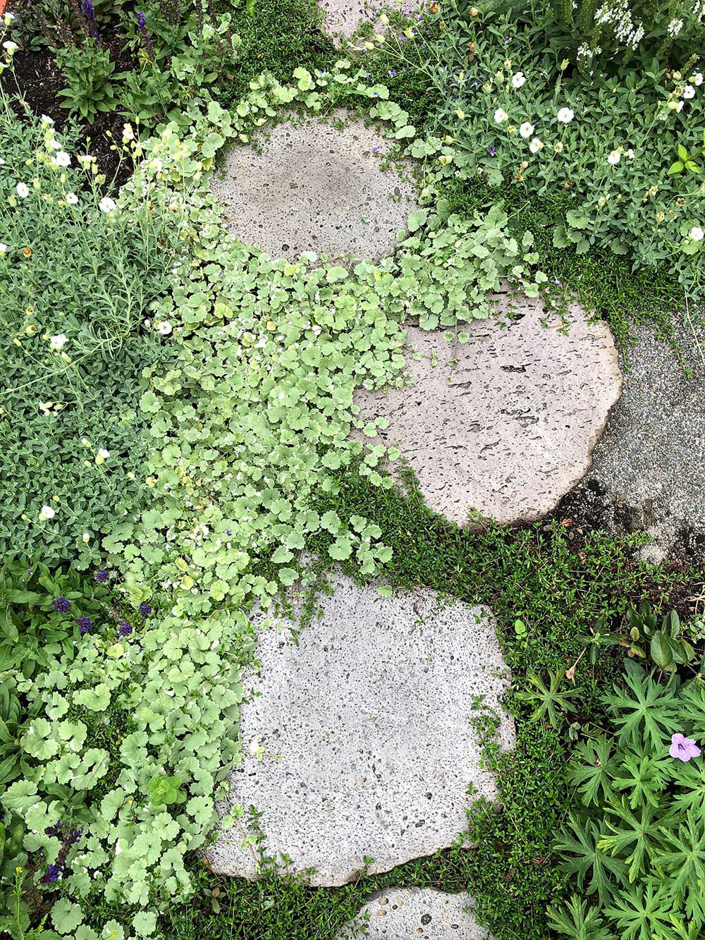 飛び石の周りの植栽