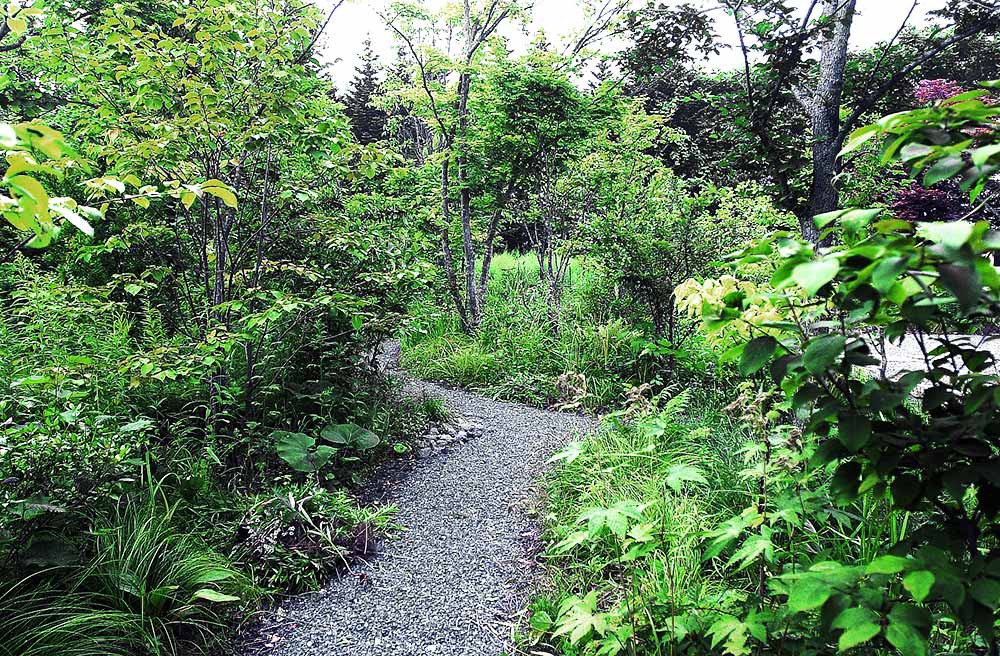 作庭1年後　2009年の状況