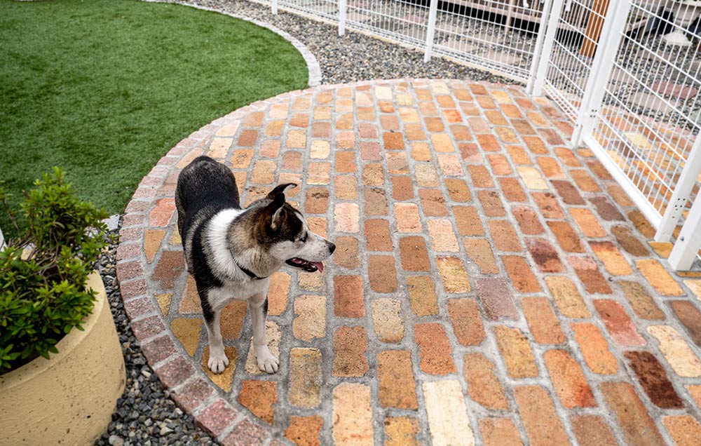 ベルとアンティークレンガ