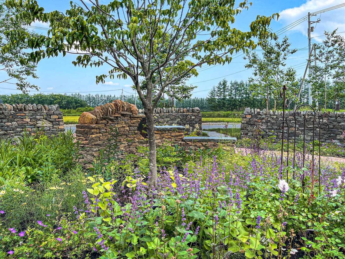 宿根草の花々が柔らかくそれらに絡みます。色合いが季節により変化しますが、主張し過ぎないように配慮しています。