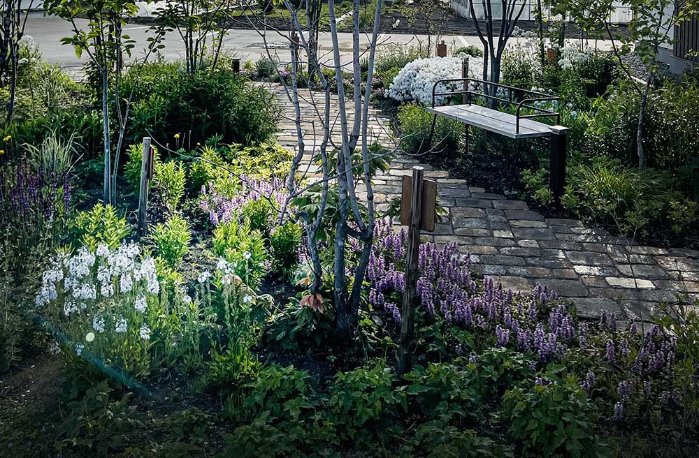 グランドカバー1年目の様子