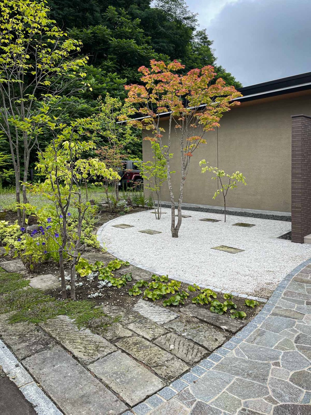 ヤマモミジが色付き始めました。