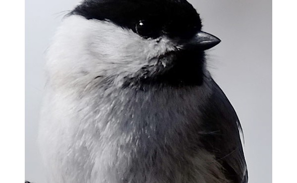 2020.01.28  庭縁記