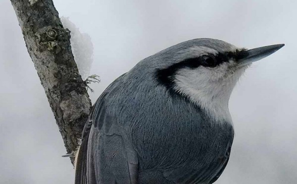 2020.02.03 庭縁記