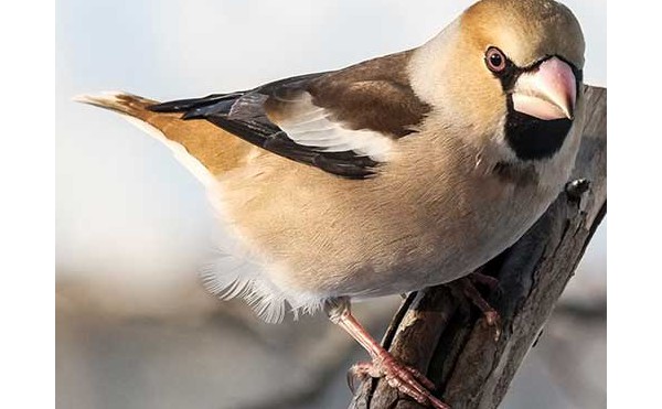 2020.03.08 庭縁記