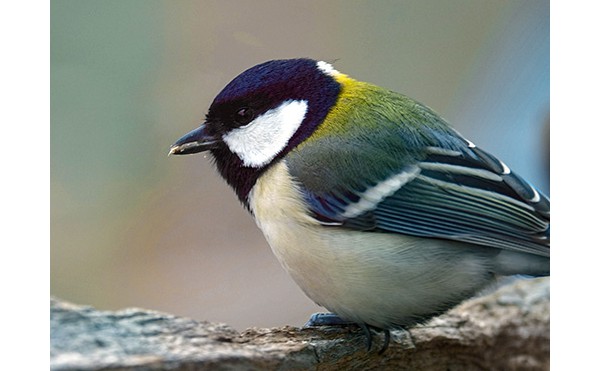 2020.03.16 庭縁記