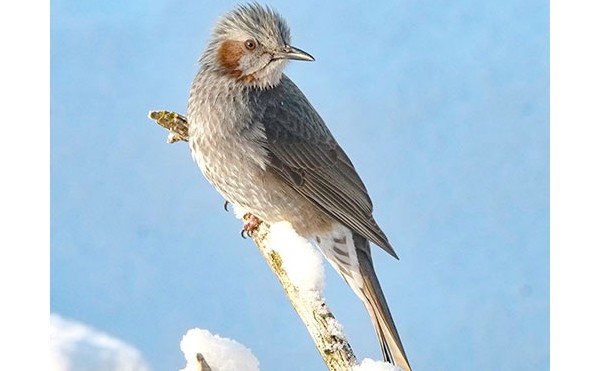 2020.03.17 庭縁記