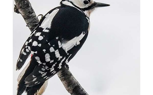 2020.03.20 庭縁記