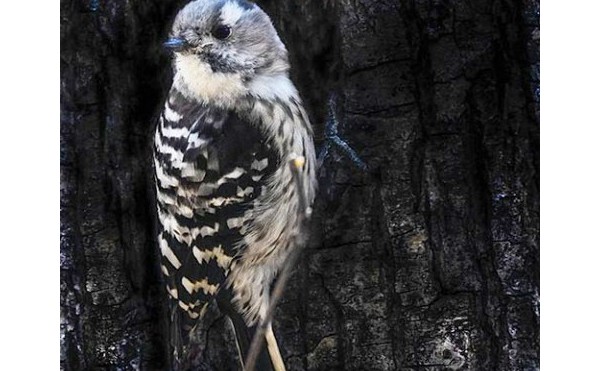 2020.04.02　庭縁記