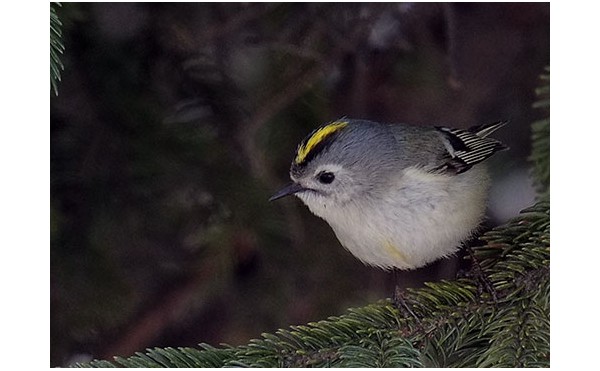 2020.04.06 庭縁記