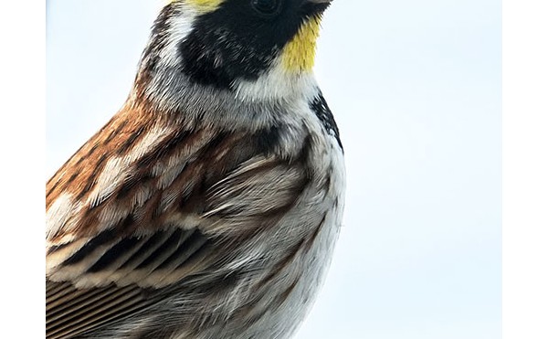 2020.05.02 庭縁記