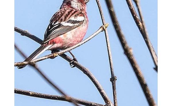 2020.05.23 庭縁記