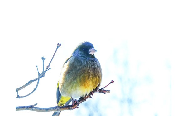 2020.05.28 庭縁記