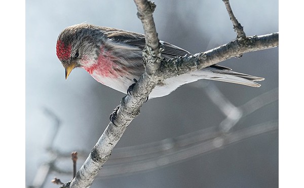 2020.5.29　庭縁記