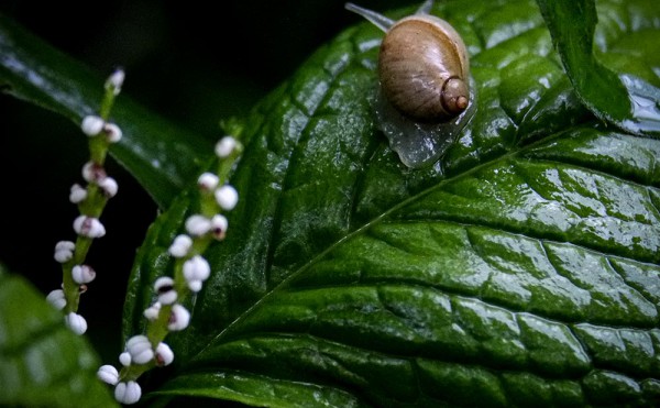 2020.06.19　庭縁記