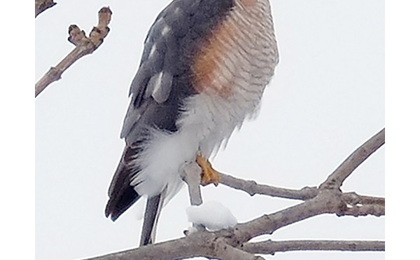 2020.06.28　庭縁記